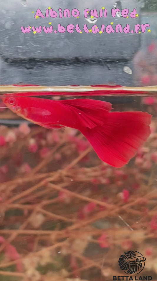 Guppy male albino full red