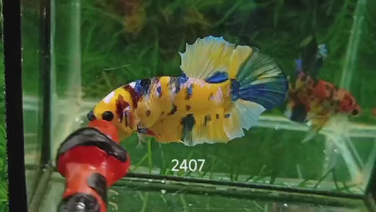 Betta Plakat Yellow Galaxy mâle – Précommande - arrivage 14/09