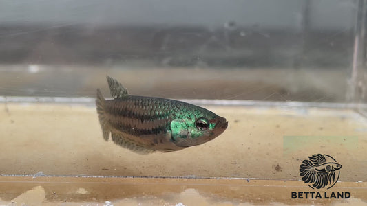 Betta sauvage alien femelle green ALF91