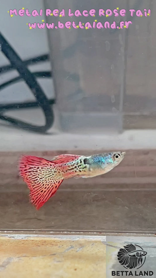 Guppy male metal red lace rose tail