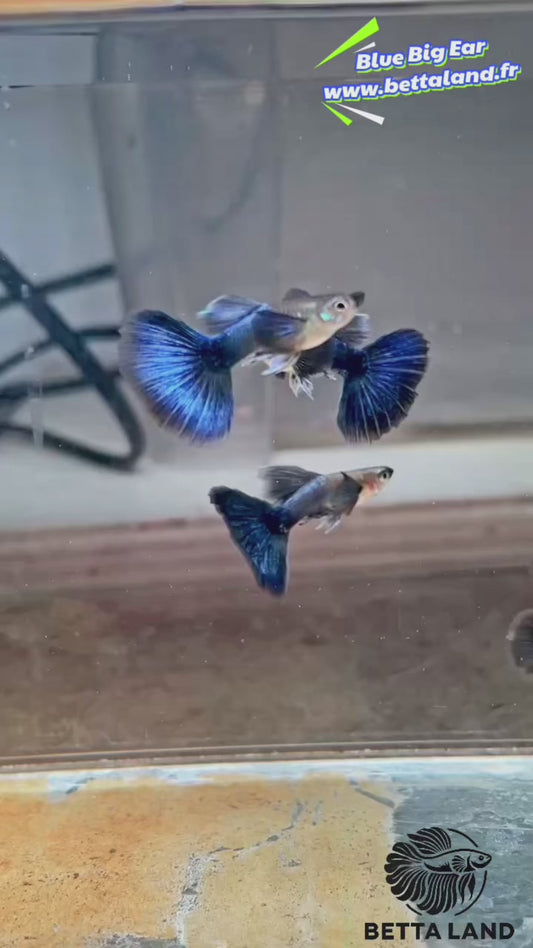 Guppy male blue big ear