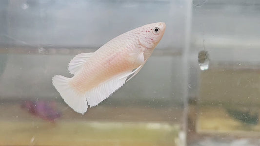 Betta plakat femelle super white PKF98