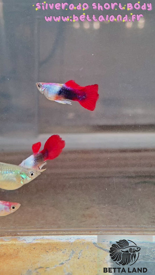 Guppy male silverado short body