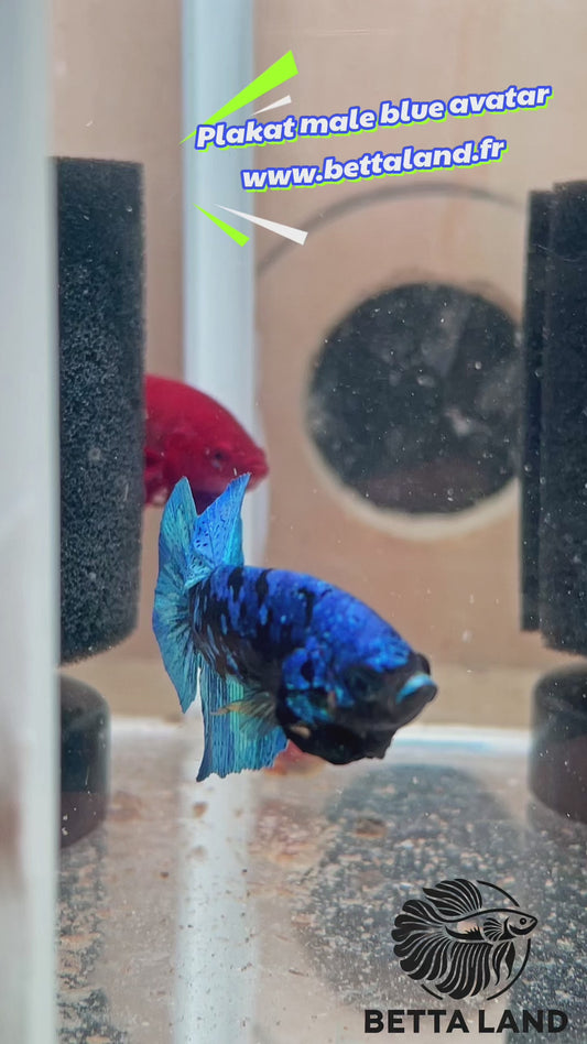 21. Betta plakat male blue avatar