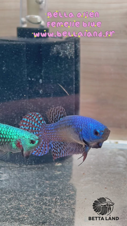 28.Betta sauvage femelle alien blue