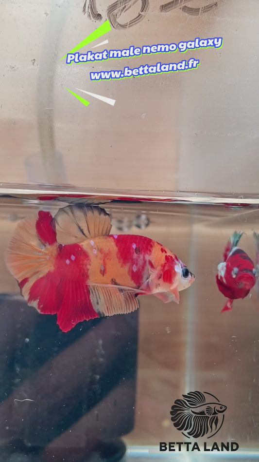 38. Betta plakat male nemo galaxy