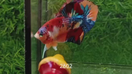 Betta plakat male nemo galaxy PKM52