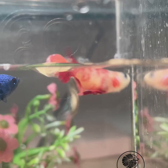 Green Alien femelle — vidéo unique du spécimen BL-ALIEN-20261006-F01, logo Betta Land