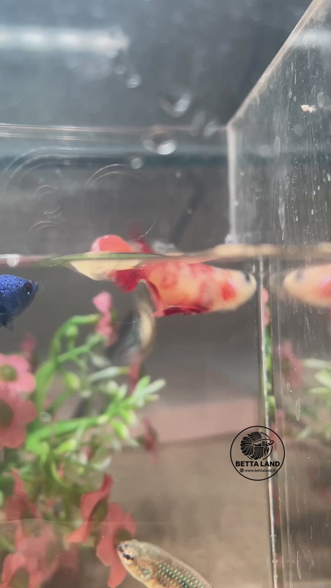 Green Alien femelle — vidéo unique du spécimen BL-ALIEN-20261006-F01, logo Betta Land