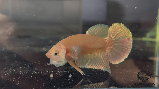 Betta plakat femelle super gold PKF188