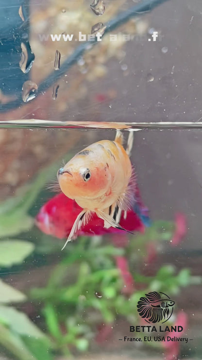 Betta plakat yellow cooper galaxy femelle – Import Thaïlande