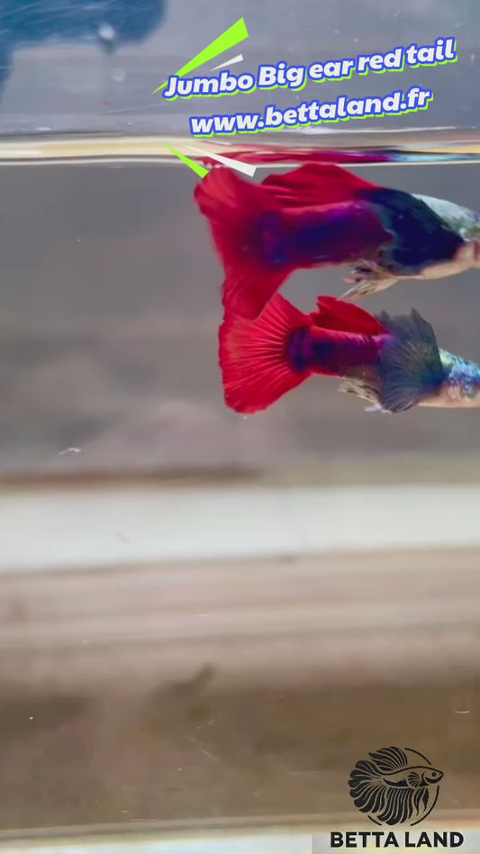 Guppy mâle Jumbo ear red tail