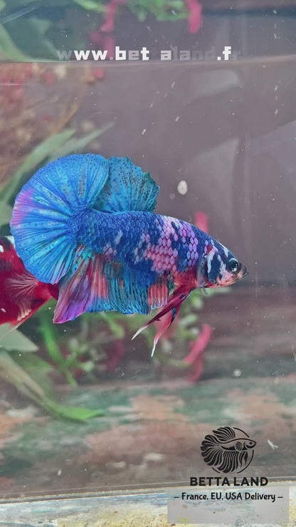 Betta plakat candy mâle – Import Thaïlande
