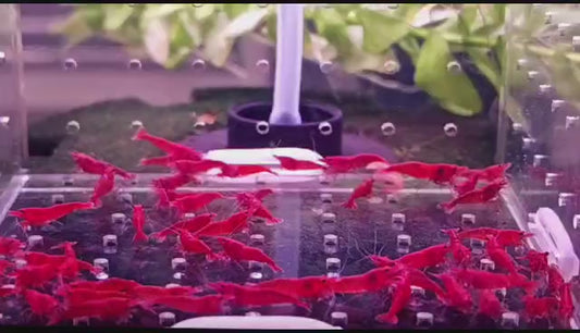 Neocardina fire red (par lot de 10)