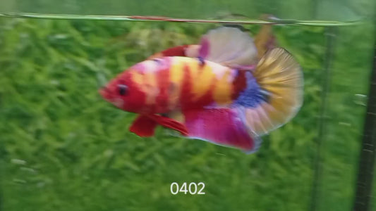 Betta plakat male multicolor PKM37