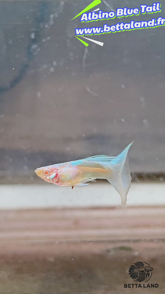 Guppy male albino blue tail