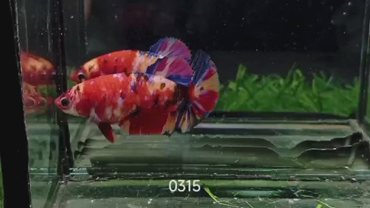 Betta plakat nemo femellle PKF53