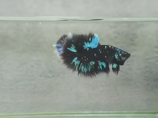 Betta halfmoon male avatar HMM 26