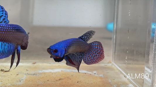Betta sauvage male blue alien ALM89