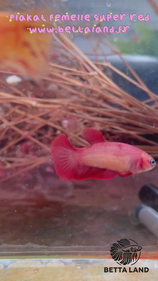 105. Betta plakat femelle super red