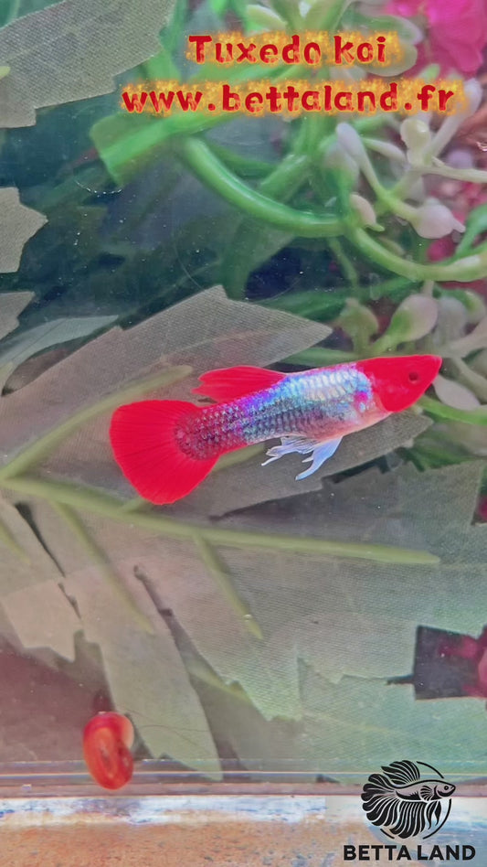 Guppy male tuxedo koi