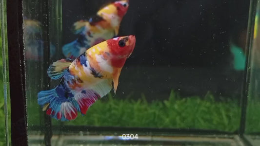 Betta plakat multicolor femelle PKF36