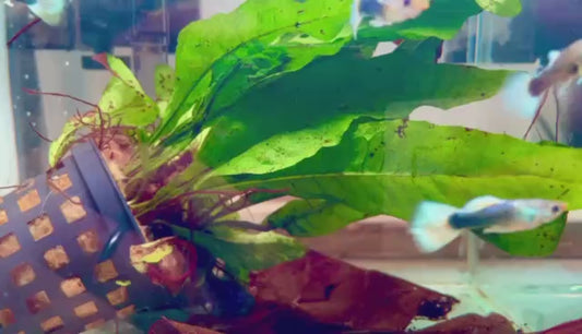 Guppy male white tuxedo