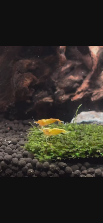 Neocaridina Golden Line | Crevette jaune (lot de 3)