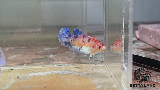 Betta plakat femelle candy dumbo PKF64