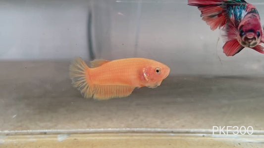 Betta plakat femelle super yellow PKF300