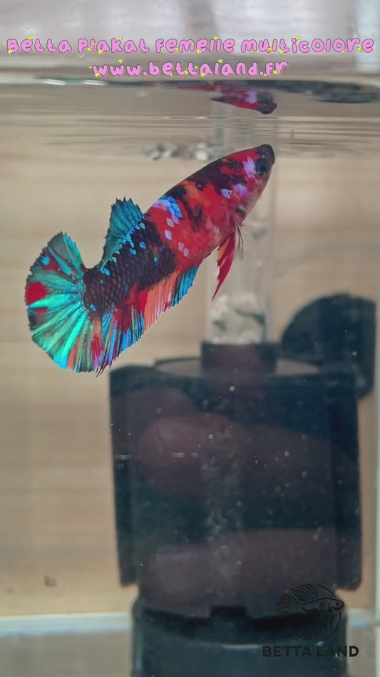 31. Betta plakat femelle multicolore