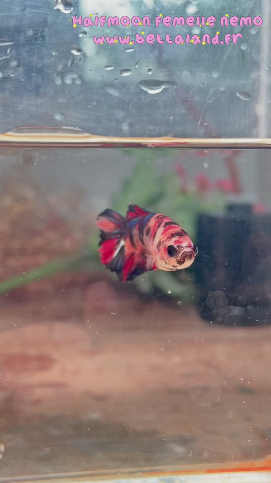 46a. Betta halfmoon femelle Nemo