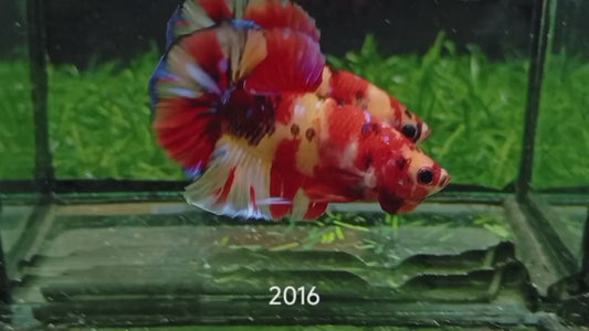 Betta plakat male nemo galaxy PKM50