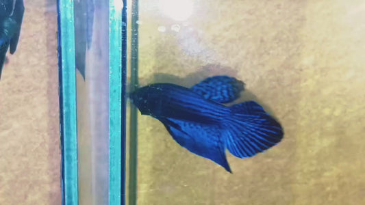 42. Betta Sauvage Alien blue male