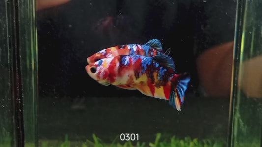 Betta plakat femelle nemo galaxy PKF45