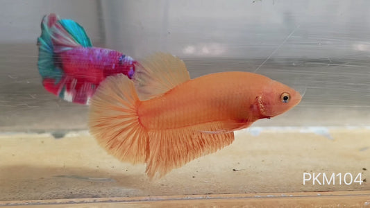 Betta plakat male super yellow PKM104