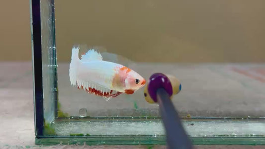 Betta plakat femelle white fancy PKF82A