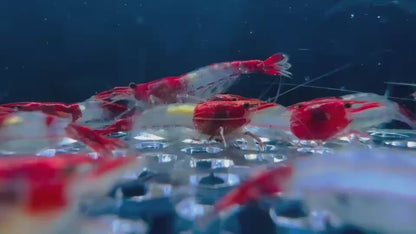 Crevette Neocaridina Red Rili – Rouge & transparent lot de 10