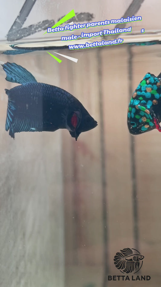45. Betta fighter parents malaisiens male gray - import Thailand