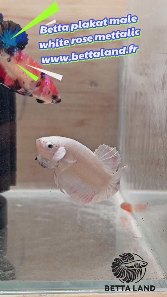 25. Betta plakat male white pink mettalic