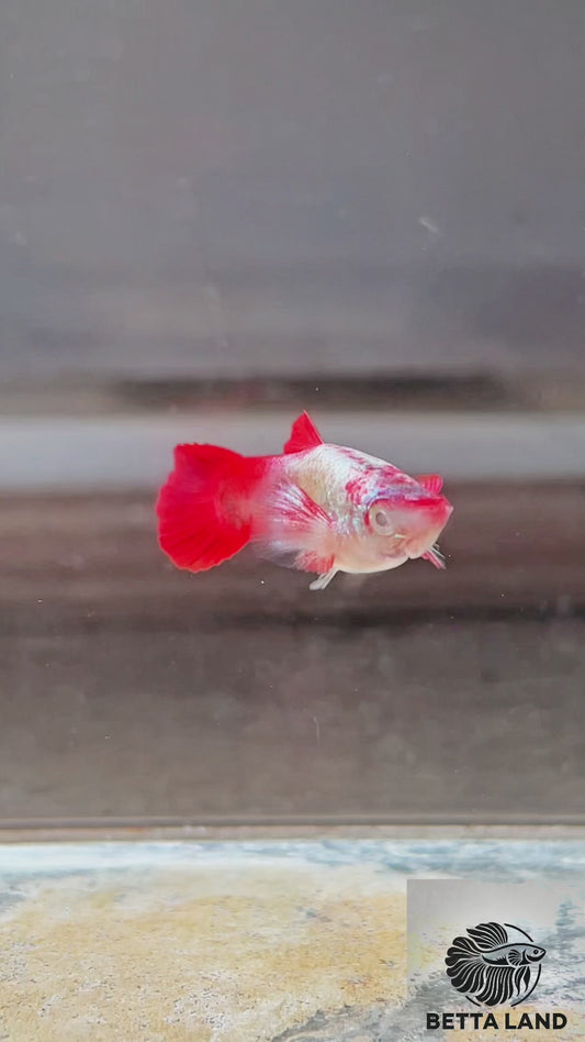 Guppy male santa cruz