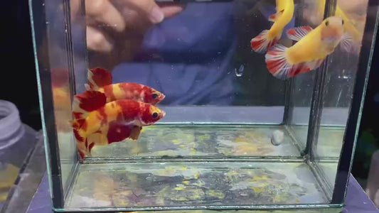 Betta plakat male fire nemo PKM122 (rare)