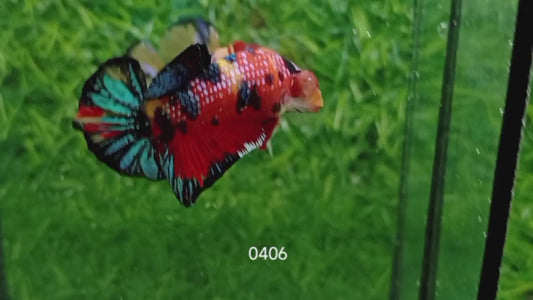 Betta plakat male multicolor PKM35