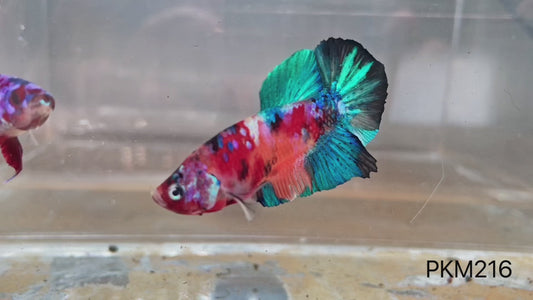 Betta plakat male multicolor PKM216
