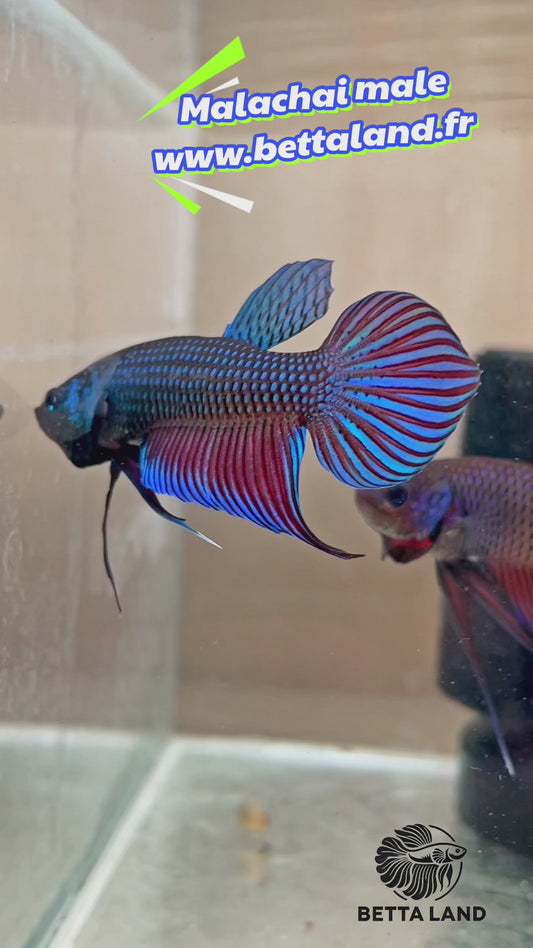 48. Betta sauvage male mahachai
