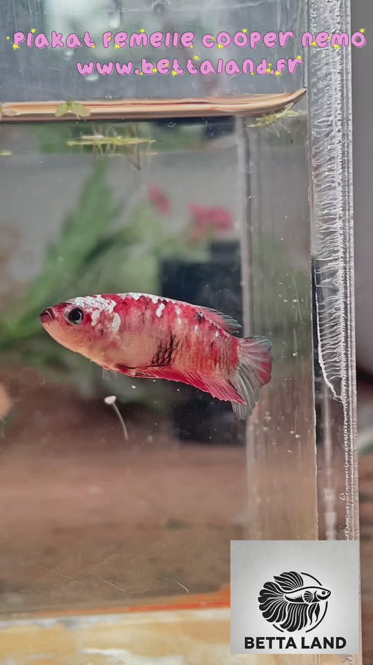 42. Betta plakat femelle Nemo cooper