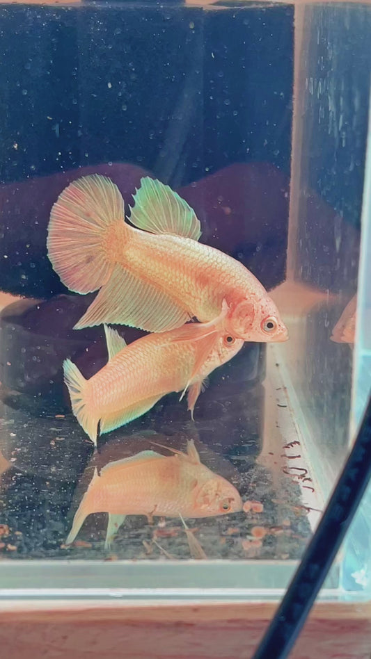 26. Betta plakat male super gold