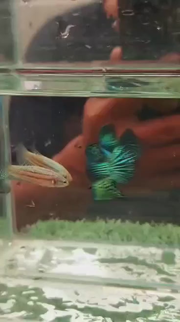 Betta Alien Green – femelle – Précommande - arrivage 14/09