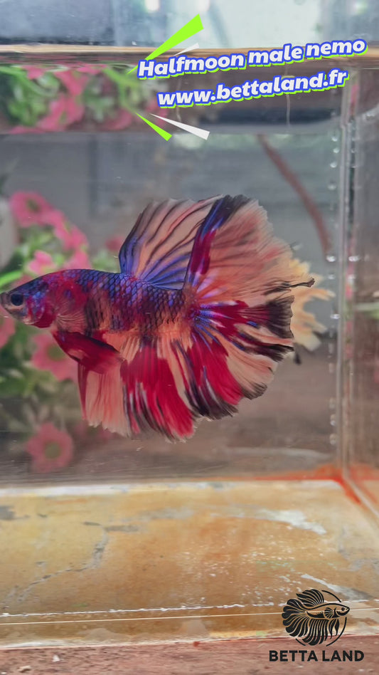 55. Betta halfmoon male Nemo