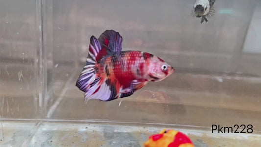 Betta plakat male nemo cooper mettalic PKM228